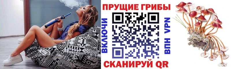что такое наркотик  Лесной  Галлюциногенные грибы Psilocybe 